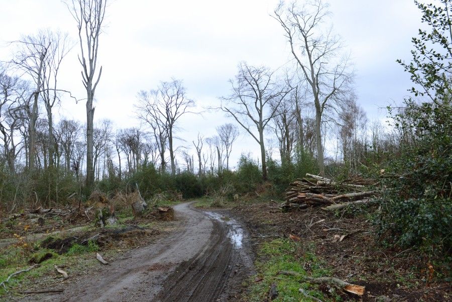 öde waldwege.jpg