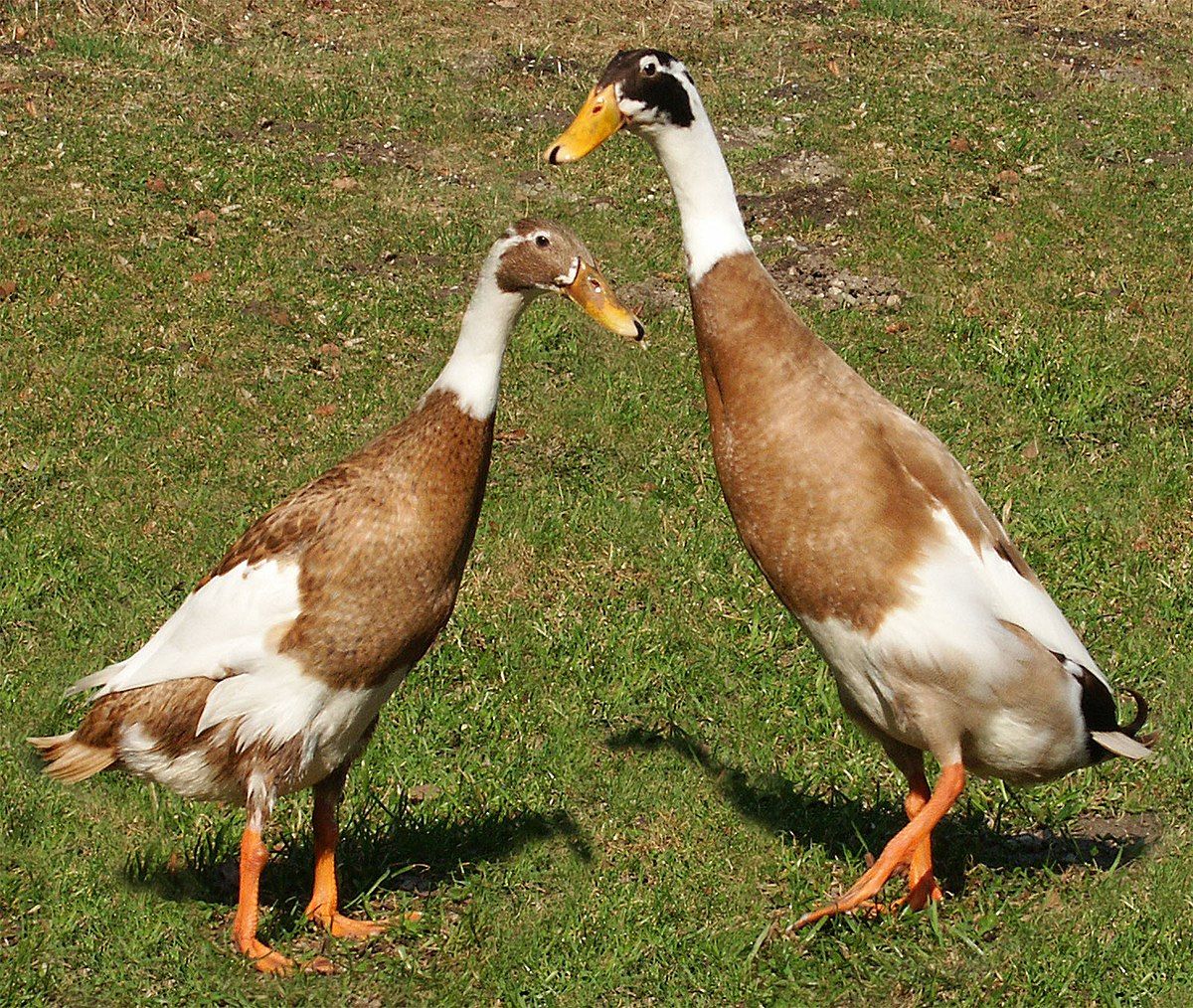 1200px-Runner-ducks.jpg