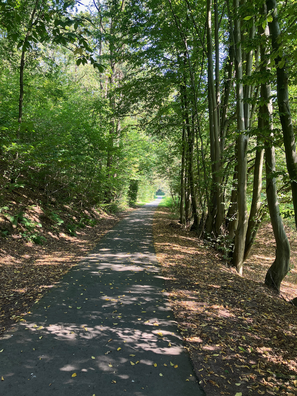 13_Radweg_Wald.jpeg