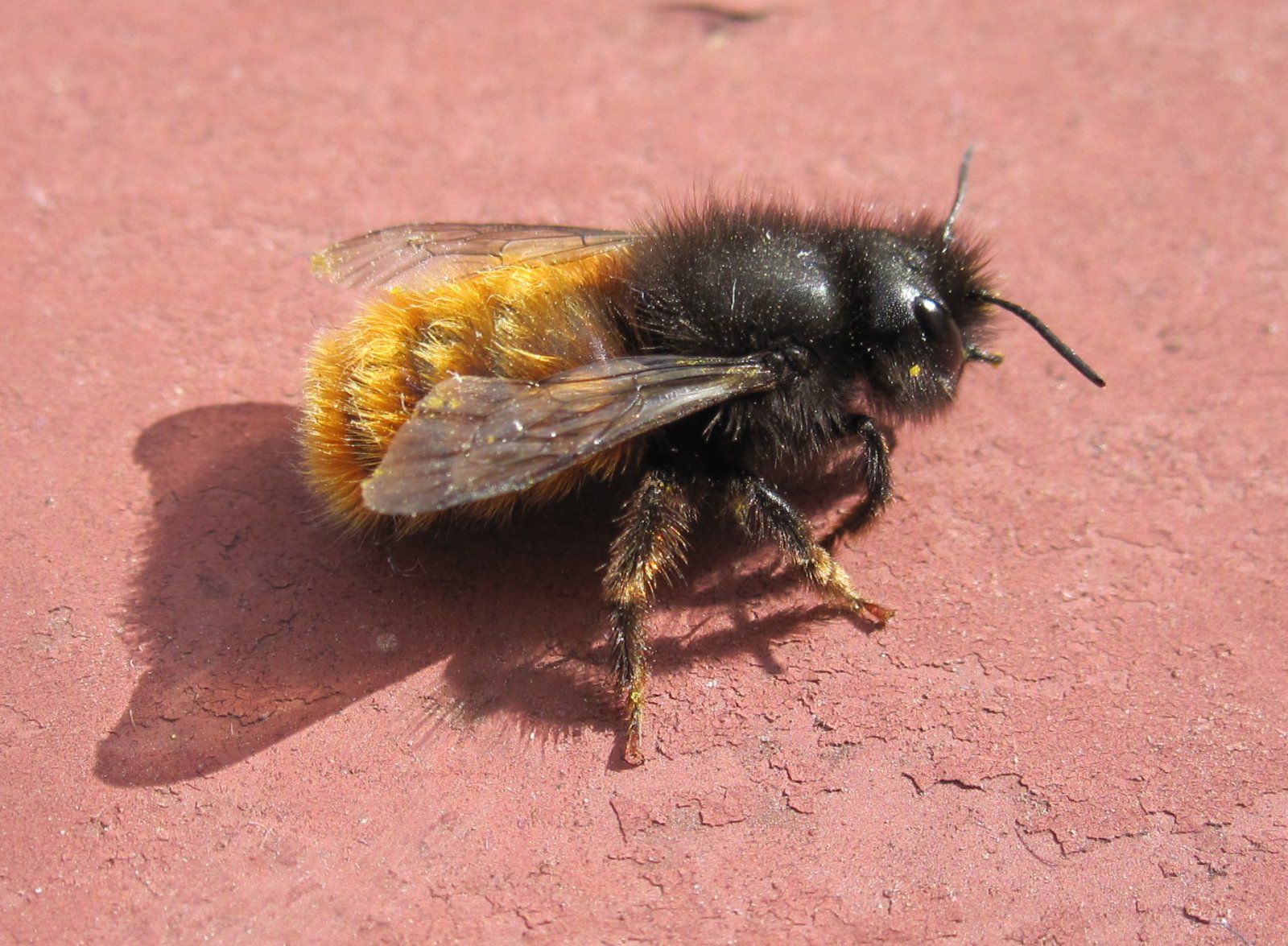 2020-03-30 Gehörnte Wildbiene Osmia Cornuta b.jpg