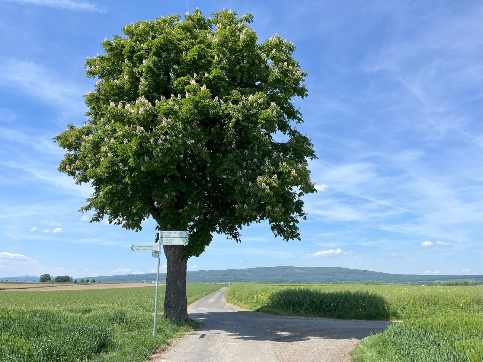 2024-05-11-Florstadt-Ronneburg-Hohe-Straße-(01).jpg