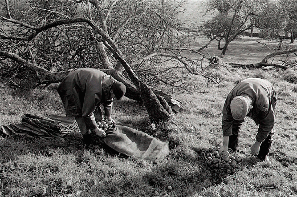 283f06387f0cb1a59ac6af544b482085-ravilious_Gathering-Apples.gif