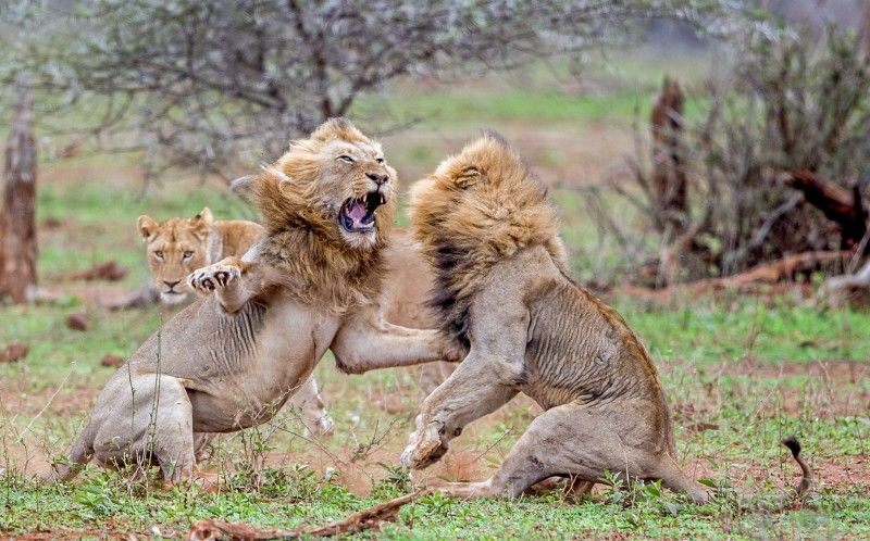 4_CATERS_INCREDIBLE_LION_FIGHT_05-800x498.jpg