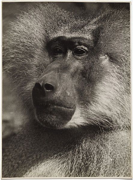 albert-renger-patzsch-baboon-web.jpg