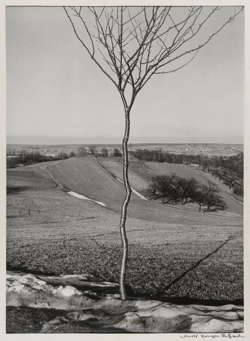 Albert Renger-Patzsch - Das Bäumchen [The little tree] (1928) Galerie Berinson, Berlin.jpg