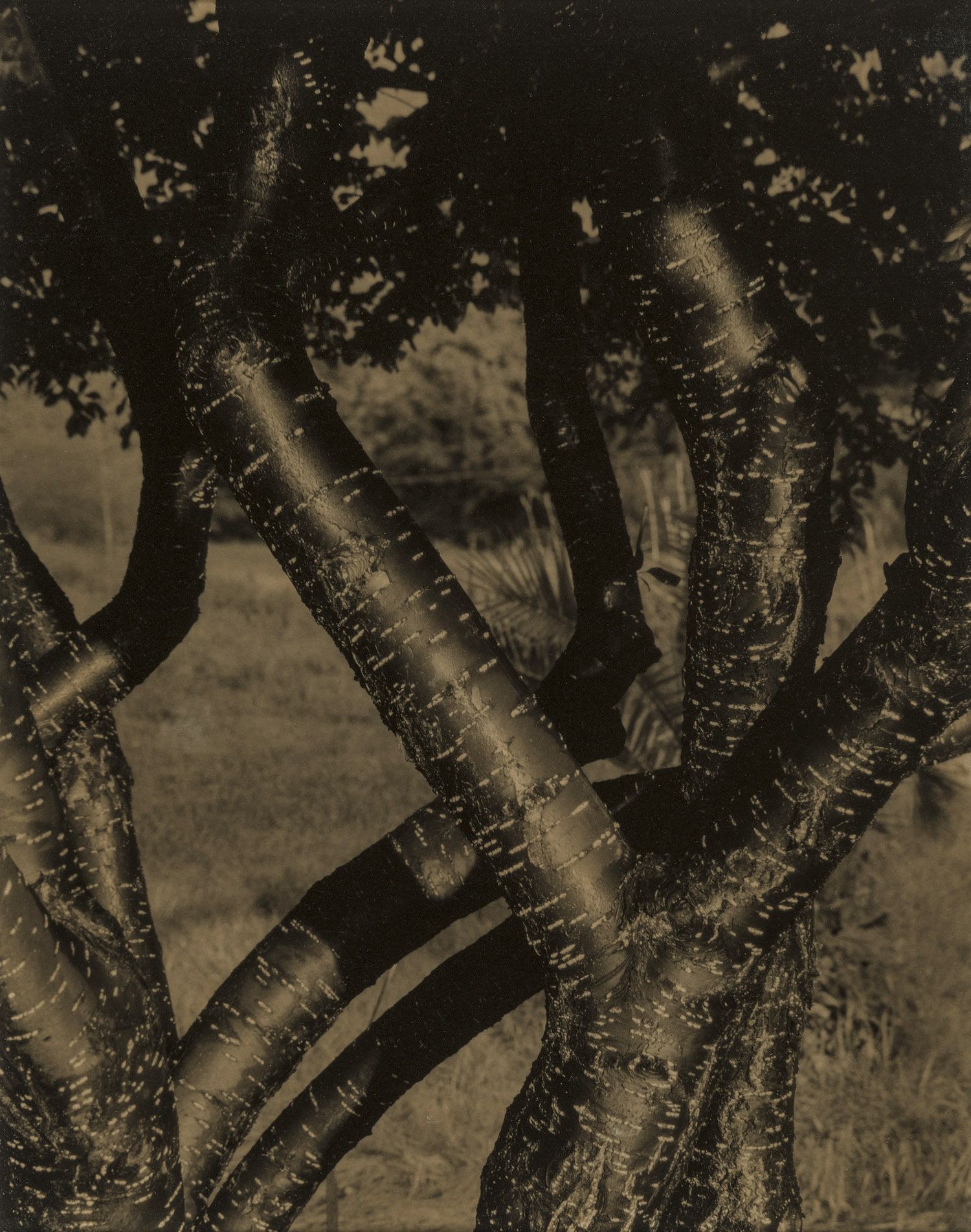 Alfred Stieglitz - Dancing Trees (1922).jpg