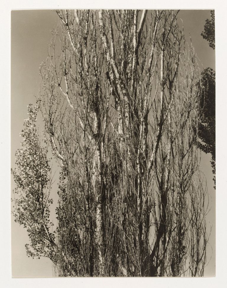 alfred-stieglitz-poplars-lake-george-1932-web.jpg