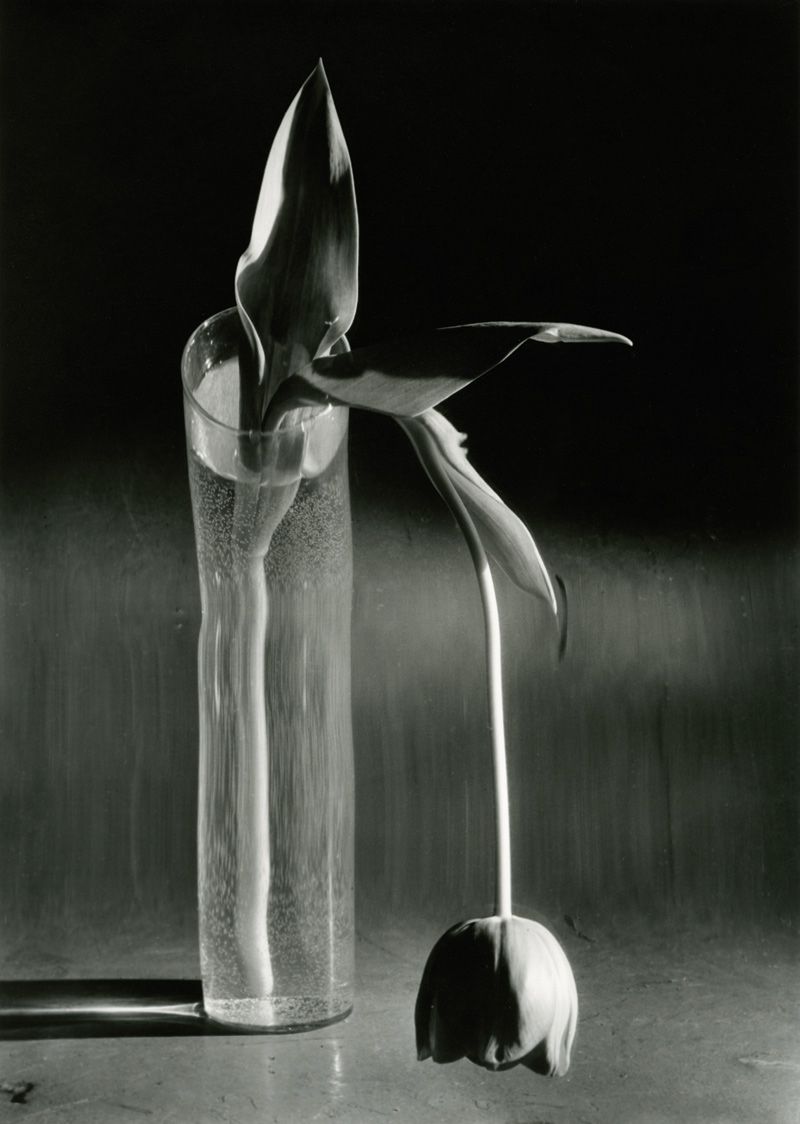 André Kertész - La Tulipe mélancolique, New York (Melancholic Tulip, New York, 1939).jpg