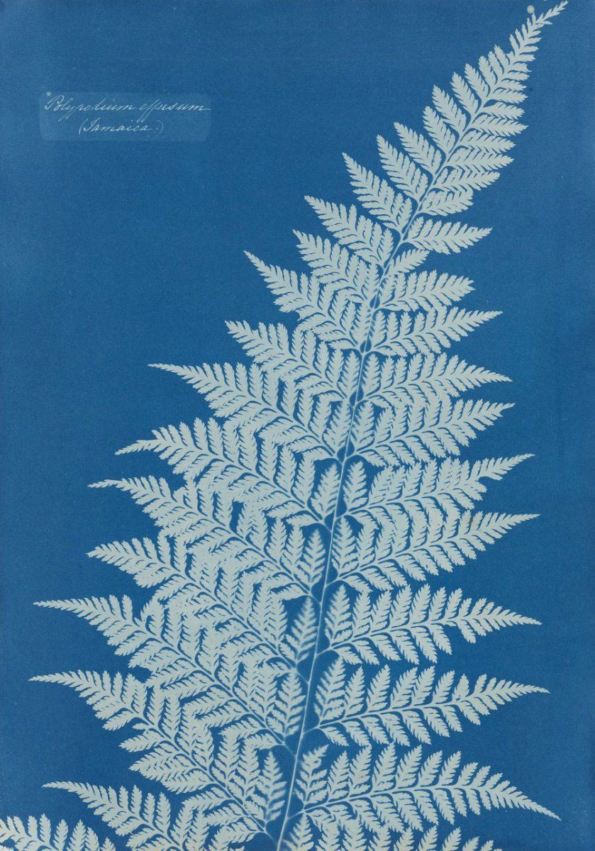 anna atkins from album Cyanotypes of British and Foreign Flowering Plants and Ferns 1854.jpg