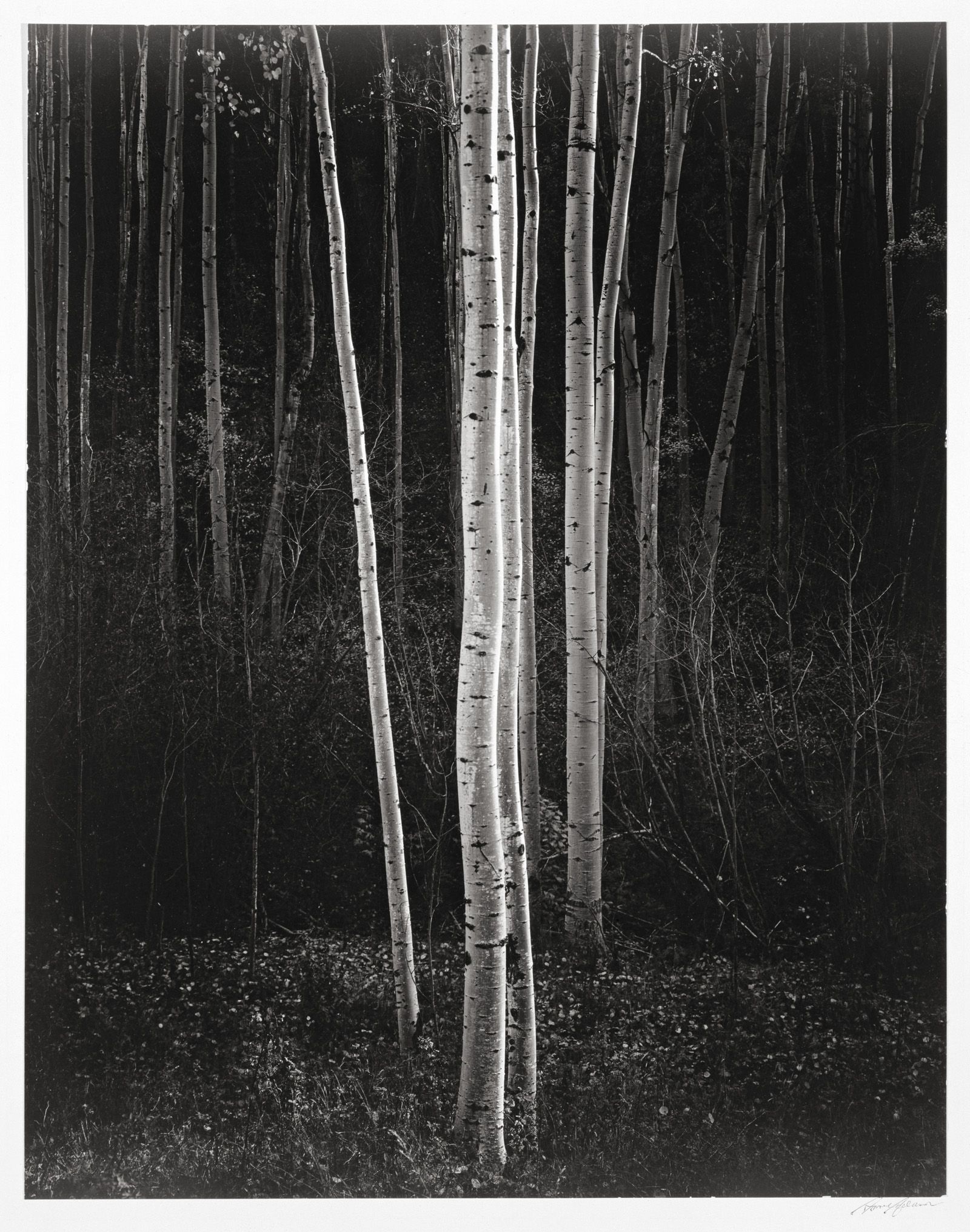 Ansel Adams - Aspens, Northern New Mexico (1958).jpg