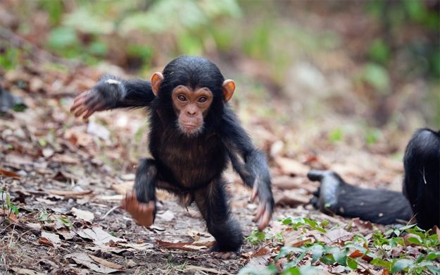 babychimp.jpg