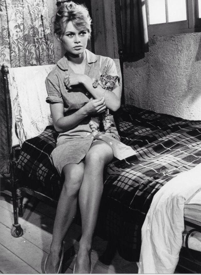 bardot & cat.jpg