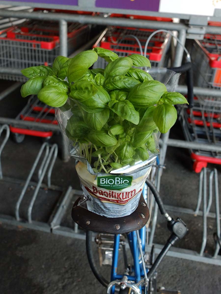 basil.jpg