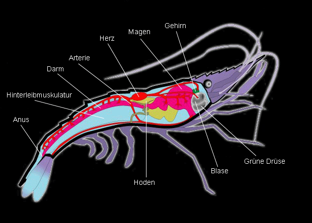 bauplan_einer_garnele.gif