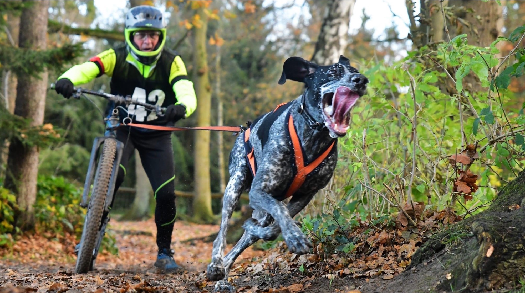 bikejöring.jpg