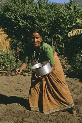 byasi-ghat-potato-picking.jpg