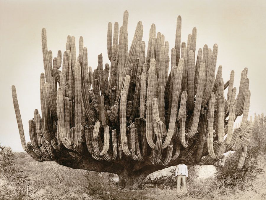 Cactus in Mexico, 1895.jpg