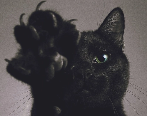 cat paw with claws - get it.png