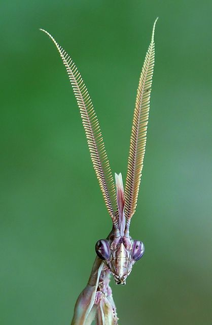 Conehead Mantis - Empusa pennata.png