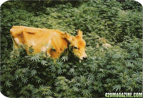 cow_and_grass_postcard_big.jpg