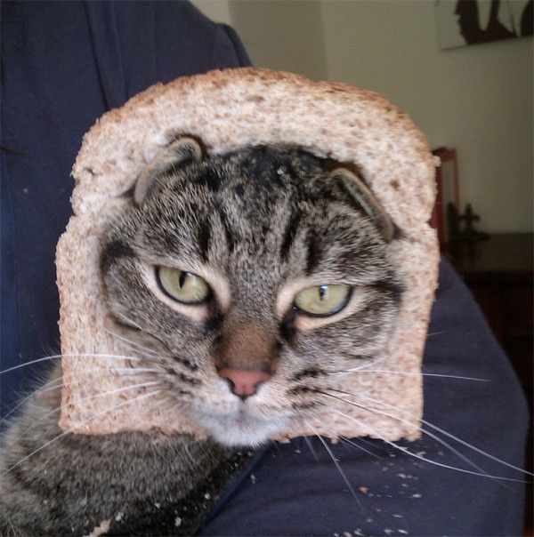 Crazy-Cat-Breading-11.jpg