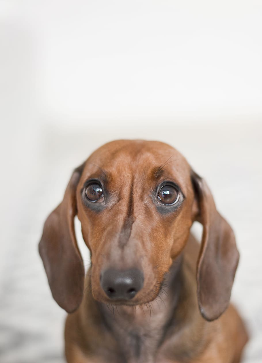 dachshund-dog-animal-pet.jpg