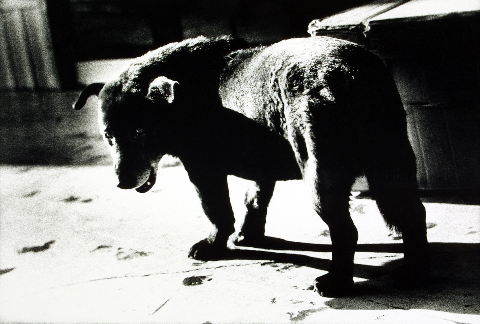 Daidō Moriyama - Stray Dog, Misawa (1971, From the series Hunter).jpg