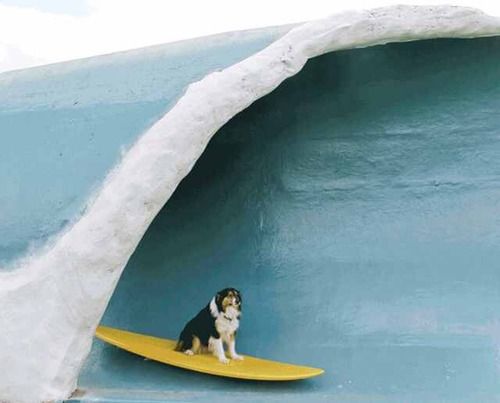 dogsurf.jpg