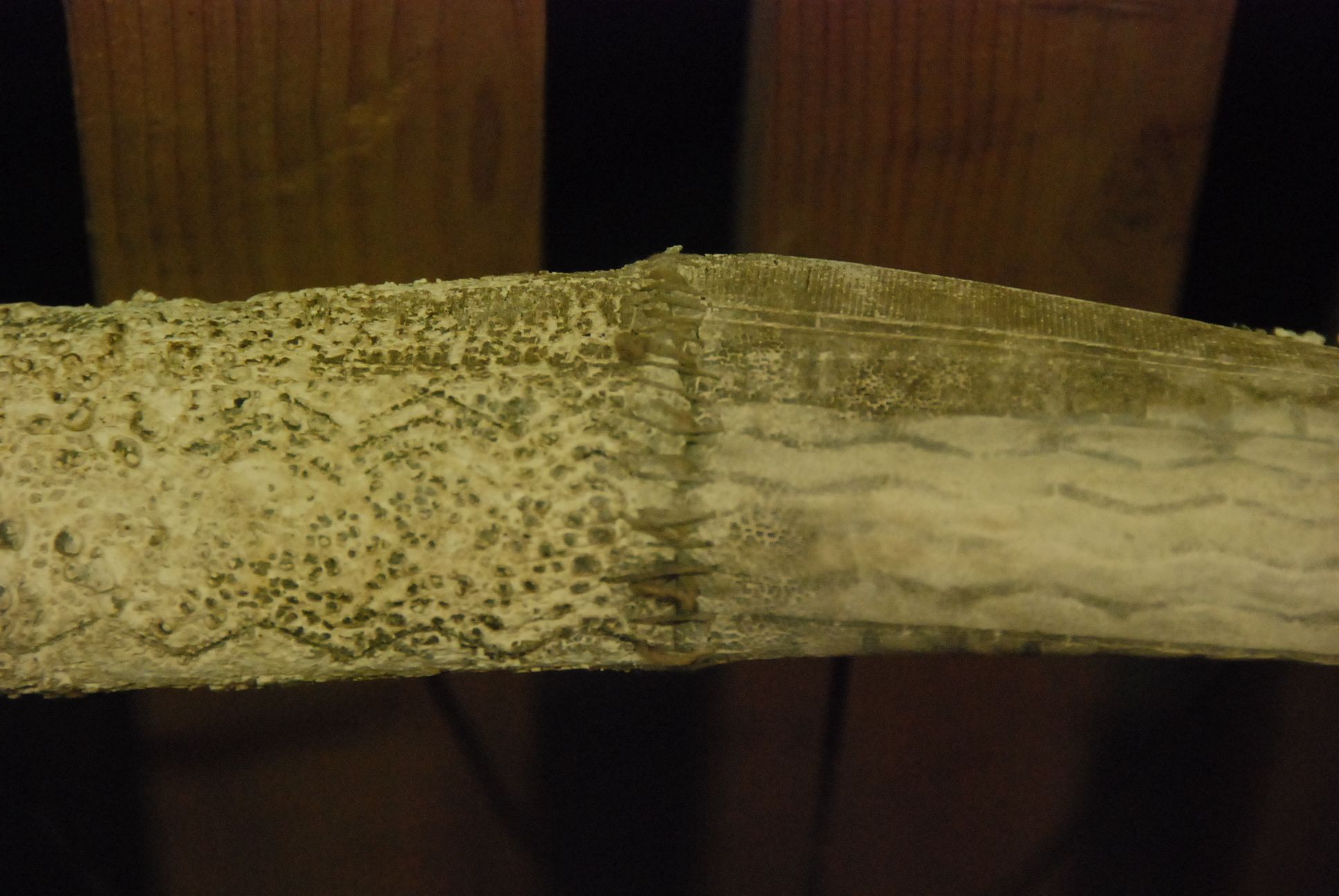 DSC_1187.JPG