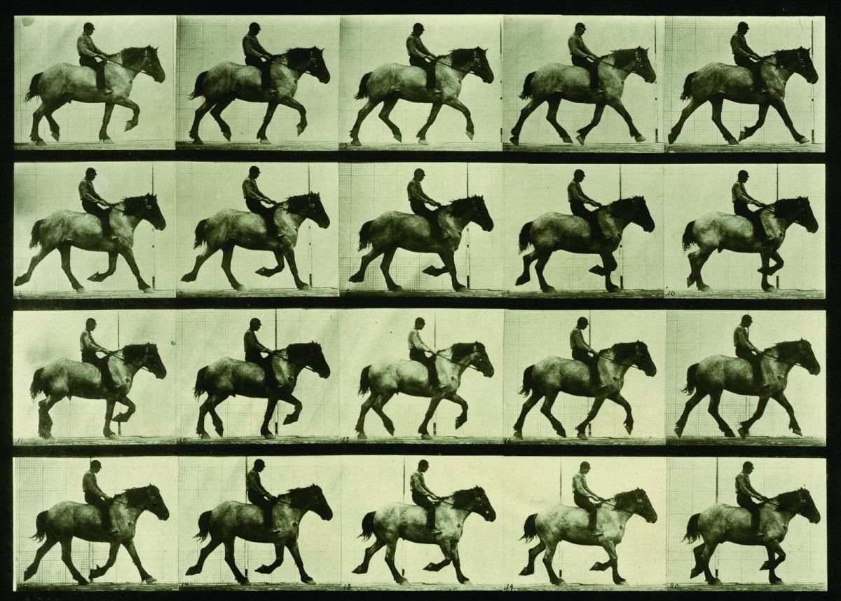 Eadweard Muybridge-Animal Locomotion, Plate 597(1887).jpg