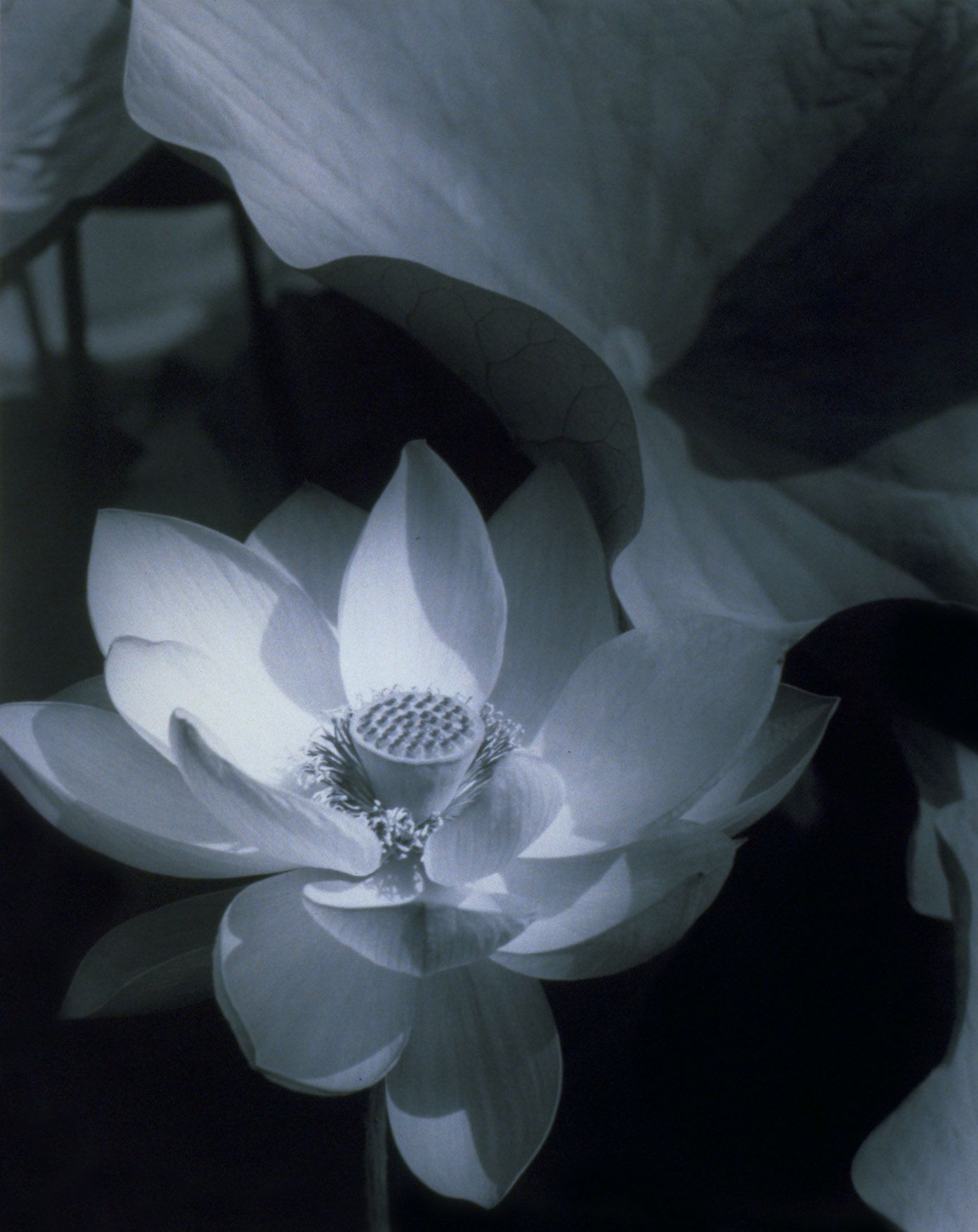 Edward Steichen - Lotus, Mount Kisco, New York1915; printed 1982.jpg