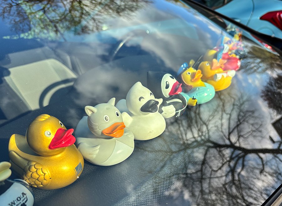 Enten.jpg