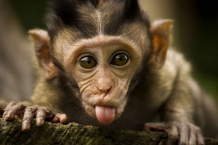 funny-monkey-201.jpg