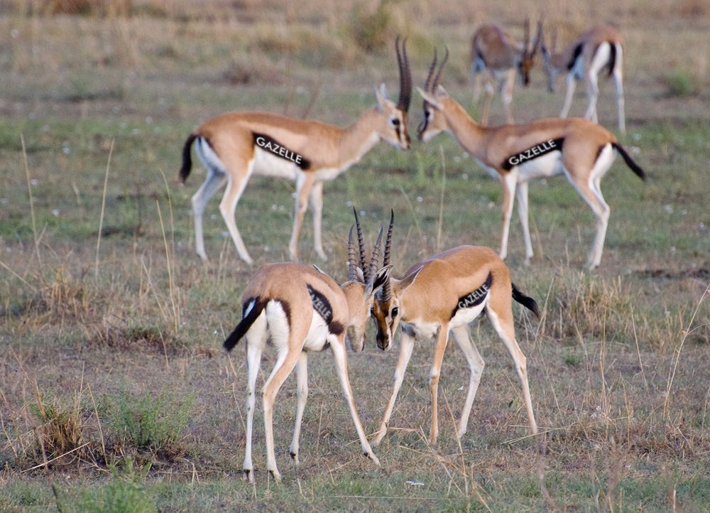 Gazelle.jpg