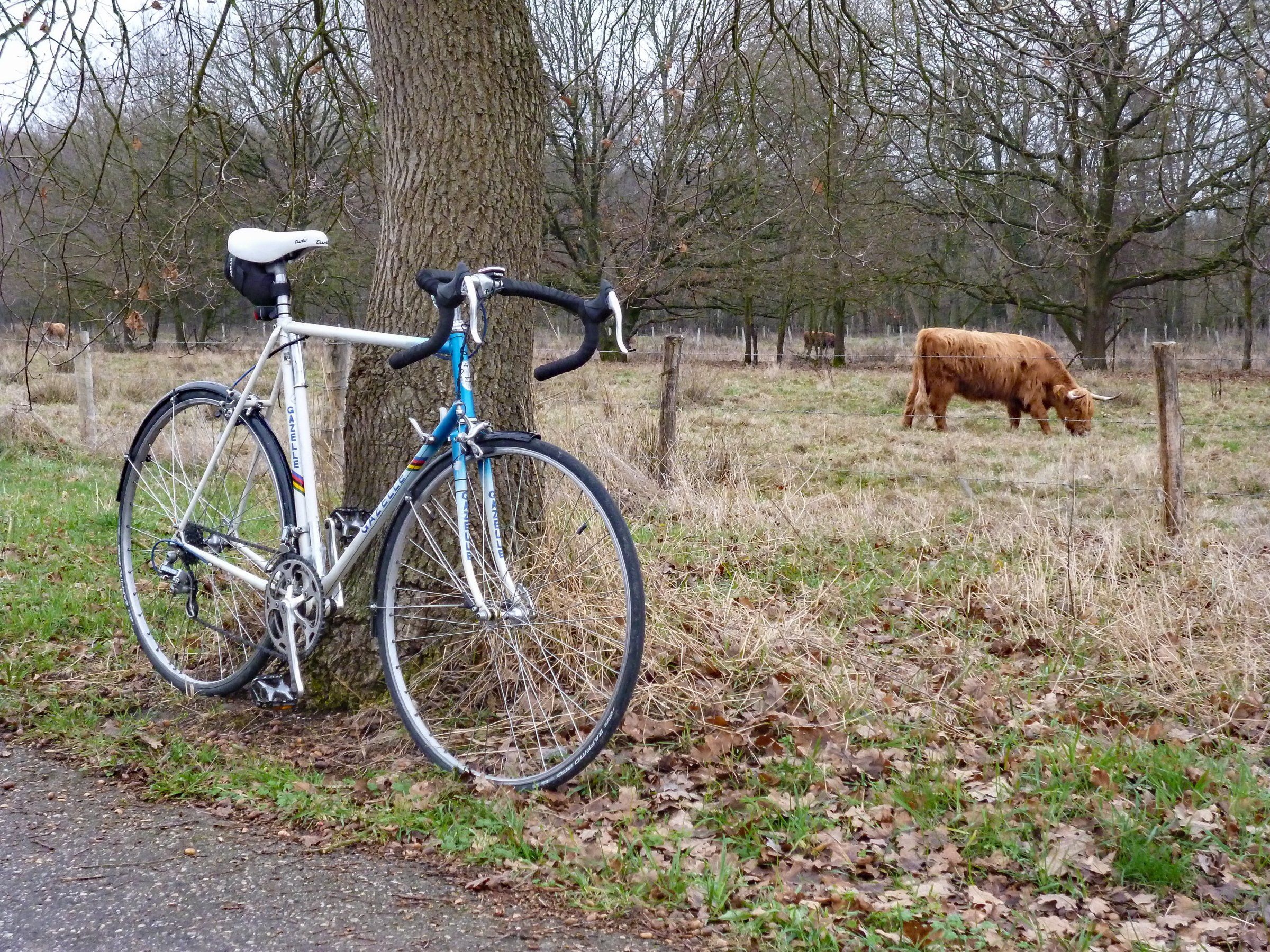 Gazelle mitHochlandriindd, Rodebach Votrabend 3. Advent 18 - Kopie.jpg