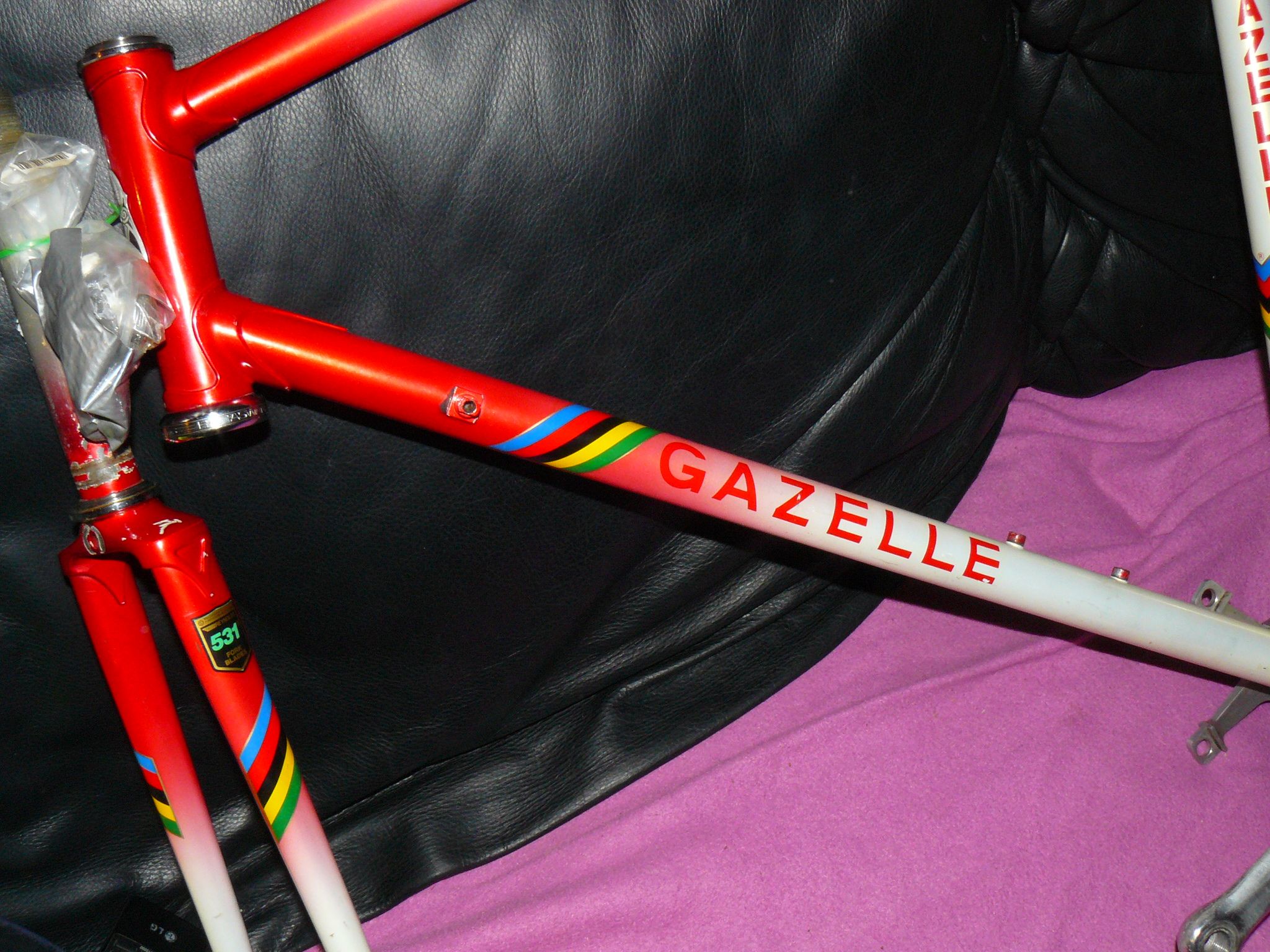 gazelle1.JPG