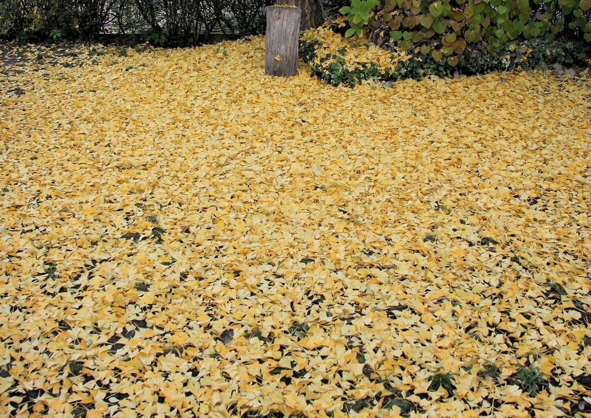 Gingko_Herbst_2020_D.jpg