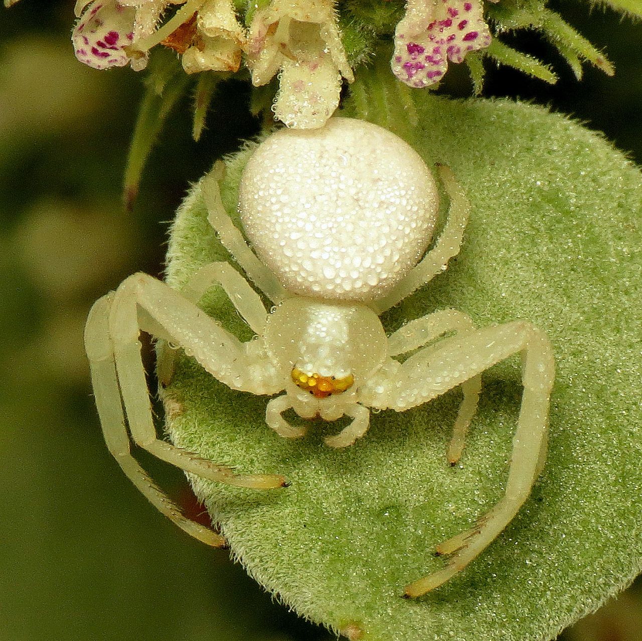 Goldenrod Crab Spider - Misumena vatia.jpg