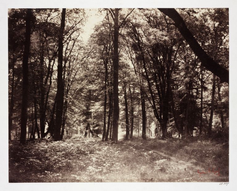 gustave-le-gray-in-the-forest-of-fontainbleau-1852-web.jpg