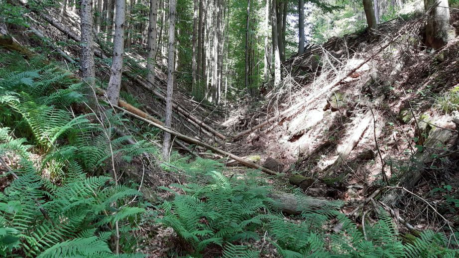 guter-waldweg.jpg