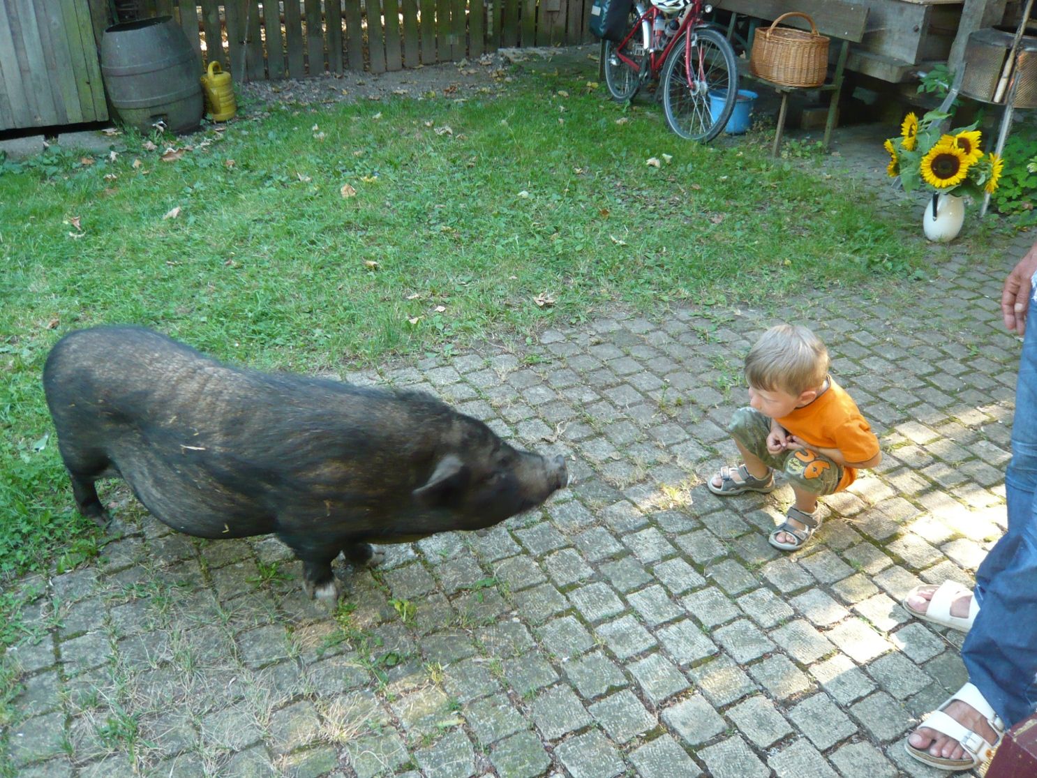 Hängebauchschwein.JPG