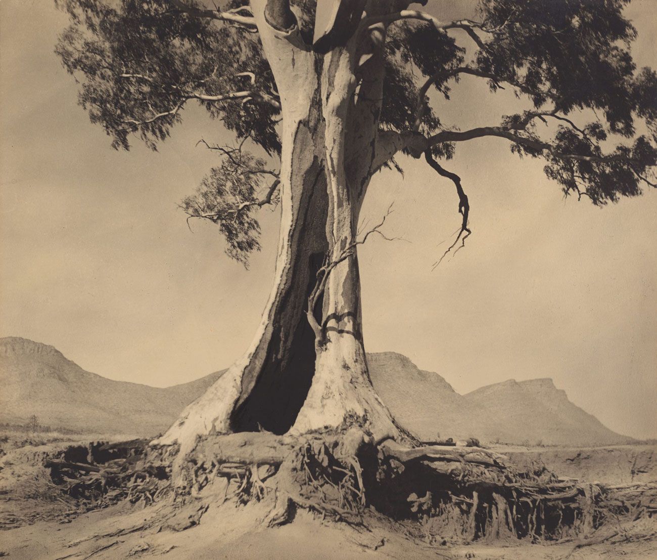 Harold Cazneaux - Spirit of Endurance (1937) (tree).jpg