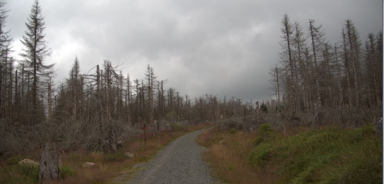 harz4.jpg