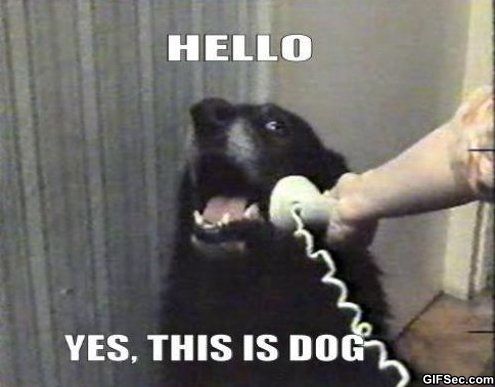 Hello yes this is dog.jpg