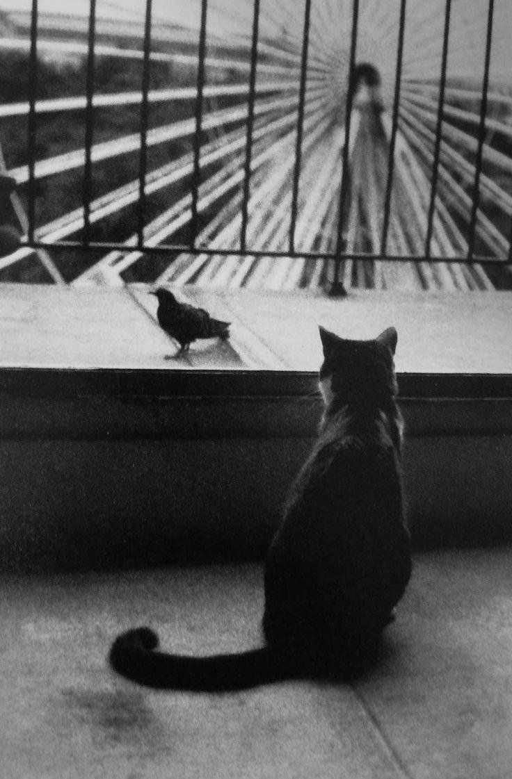 Henri Cartier-Bresson - An Attentive Cat (1953).jpg