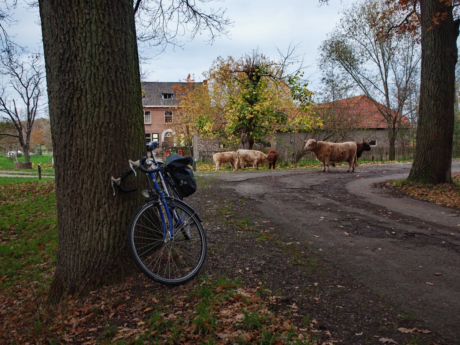 Highland Cattle belagern den Heringshof.jpg