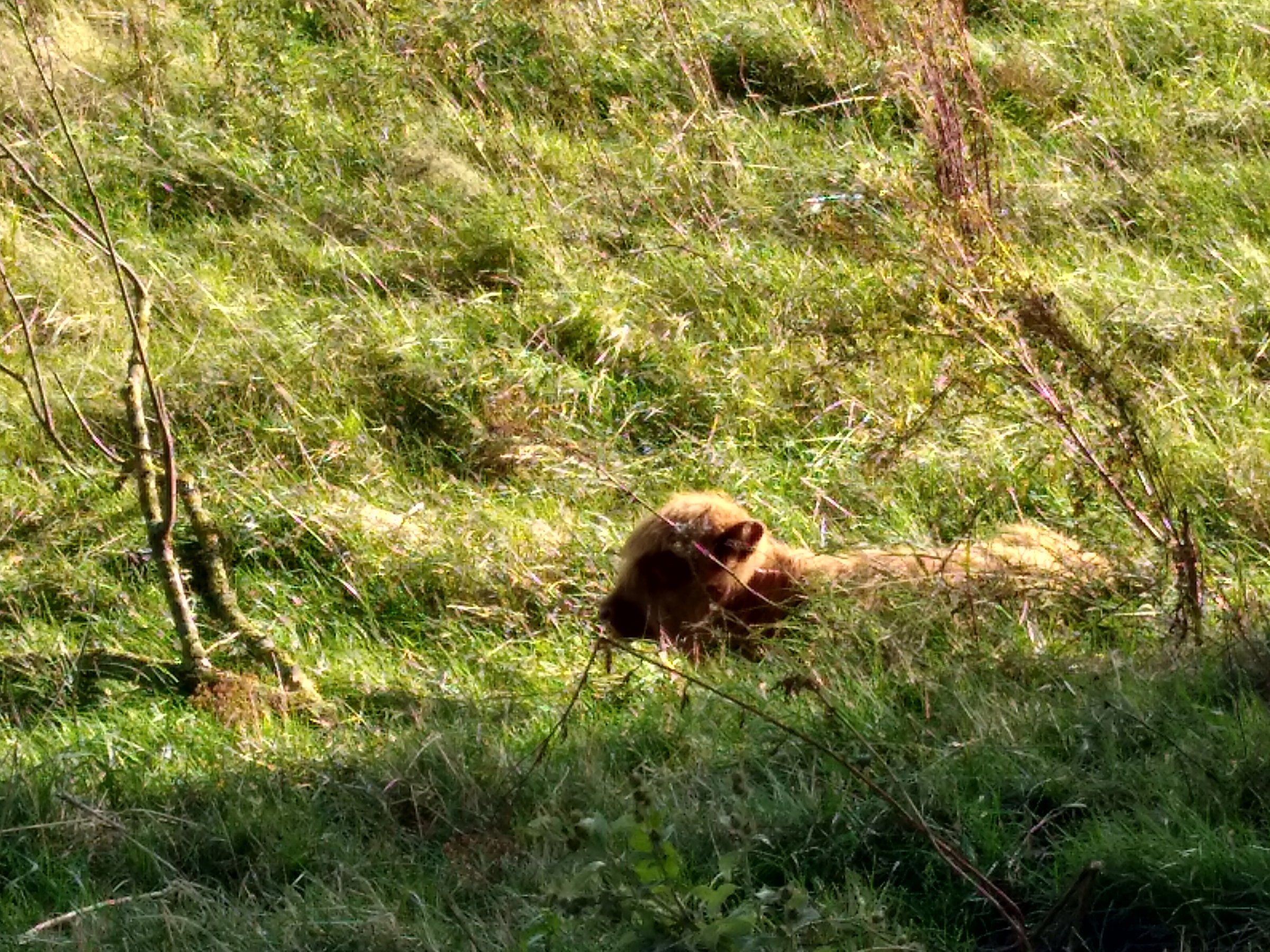 Highland Kalb im Schinvelder Bruch - Kopie.jpg