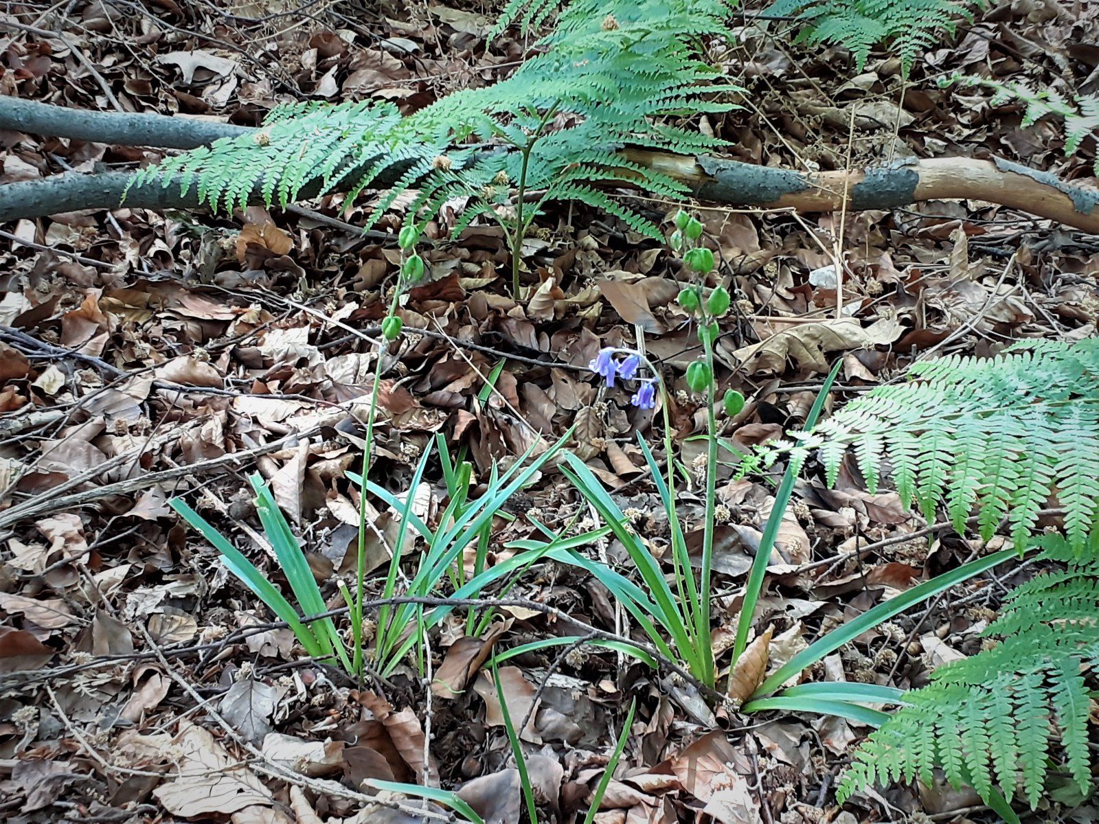 Im Wald der blauen Blumen.jpg