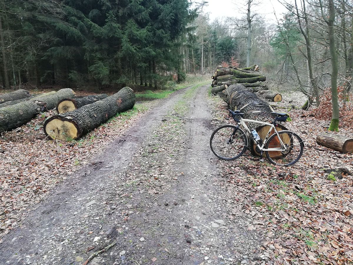 Im Wald.jpg