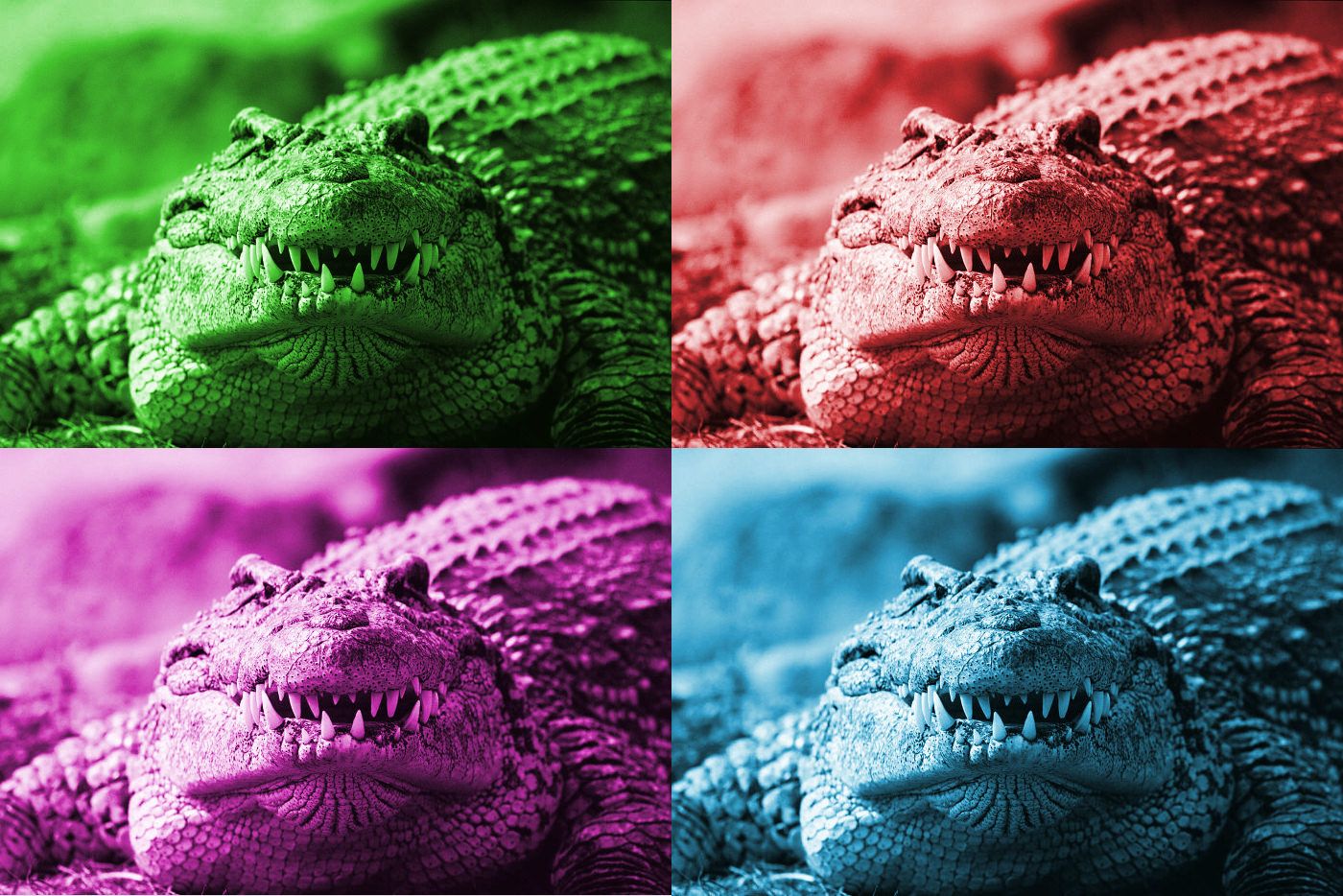 image croc 2.jpg